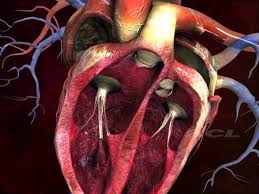 Human Heart Wallpapers Wallpaper Cave The heart is a muscular organ in most animals, which pumps blood through the blood vessels of the circulatory system. human heart wallpapers wallpaper cave