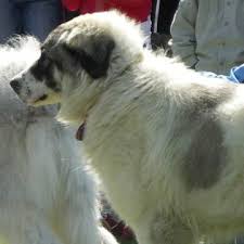 The bucovina shepherd is a stubborn breed and not suitable for a novice trainer. Bucovina Shepherd Dog CiobÄƒnesc Romanesc De Bucovina