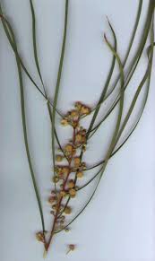 We did not find results for: Shoestring Acacia Acacia Stenophylla