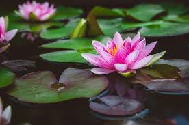 Artificial lotus flower made of copper material with pink and golden color done on it. A Top Trend For 2019 Native Brings Sustainably Farmed Lotus Seed Snacks To Uk