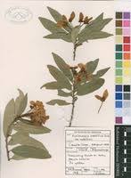 Image result for Acridocarpus natalitius