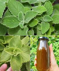 Orégano para una visión saludable: un aliado natural para tus ojos 👁️ Rico  en luteína, zeaxantina y vitamina A, el orégano combate el estrés oxidativo  y protege la retina. 🌿 Té de