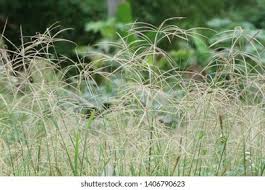 Image result for Digitaria pulchra