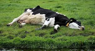 Image result for Tetany