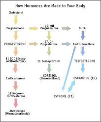 Shows The Pathway Of Estrogen And Progesterone Formation