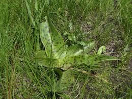 Image result for Ledebouria floribunda