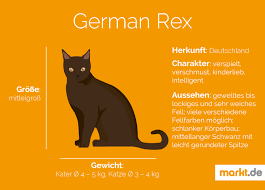 Katze liebe love cat geschenk cornish rex katze. German Rex Charakter Haltung Pflege Markt De