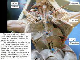 Reading Fetal Pig Dissection Biology Ii Laboratory Manual