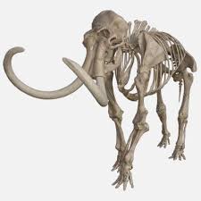 Wooly Mammoth Skeleton 3d Model In 2020 Animal Skeletons Mammoth 3d Model