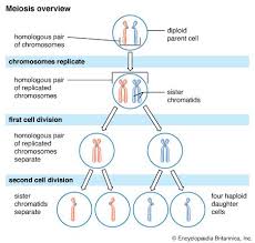 Image result for Meiosperma