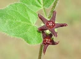 Pin On Plant List