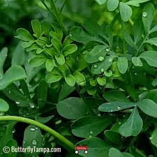 Image result for Ruta graveolens