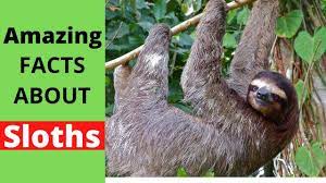 Top 10 Amazing Facts About Sloths Sloth Facts Fun Facts Fun Facts About Sloths