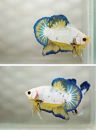 47 Photo By Ninebettas Photobucket Betta Fish Betta Pet Fish