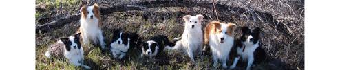 Border collies near pueblo, colorado. Happenstance Border Collies Home