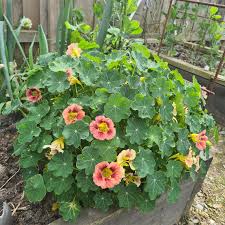 Image result for Nasturtium