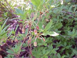 Menziesia Ferruginea