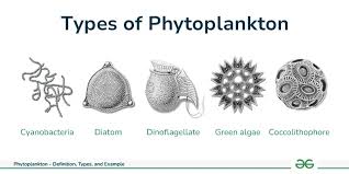 Phytoplankton - Definition, Types, and Example - GeeksforGeeks