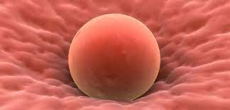 Wie lange braucht die eizelle um zum endometrium zu wandern? Die 4 Ssw Die Eizelle Nistet Sich Ein Biotexcom Klinik Der Reproduktionsmedizin