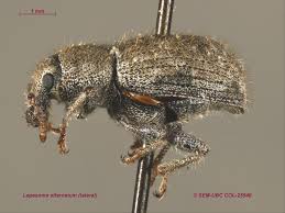 Image result for Dyschoriste multicaulis