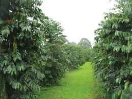 See 516 unbiased reviews of kona coffee cafe, rated 4.5 of kona coffee cafe employees were very knowledgeable and helpful. Buy A Coffee Farm In Kona Hawaii Business Magazine