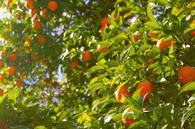 It is also less droopy than other types and has a dense growth habit. Mandarin Tangerine California Tropical Fruit Tree Nursery