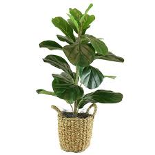 Get it at world market. Artificial Fake Plants You Ll Love In 2021 Wayfair