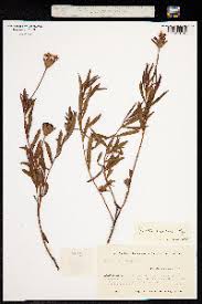 Image result for Gnidia chapmanii