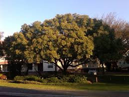 Image result for Ekebergia capensis