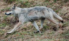 interior alaskan wolf wikipedia