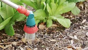 Watering the garden as the sun shines bright and hot creates a whole array of issues for vegetable plants in the garden. Watering Flowers Best Timing Signs Of Overwatering Tools To Use