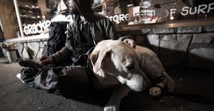 Pet adoption fairs colorado springs. Why More Homeless Shelters Are Welcoming Their Clients Pets