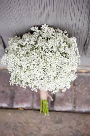 Babys Breath Flower Odor Best Flower Wallpaper