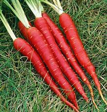 Find heirloom and organic options from true leaf market seed company. Creative Farmer Vegetable Seeds Carrot Seed Gajar Seeds Carrot Seeds Hybrid Vegetable Seeds For Summer Home Garden Seeds Amazon In Garden Outdoors
