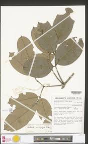 Image result for Anthonotha macrophylla