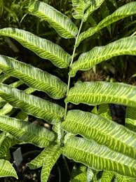 Image result for Coniogramme africana