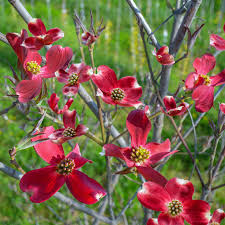 You can expect our dogwood trees to bloom in the early spring, usually in april and may. Raging Red Dogwood Tree Buy Flowering Trees Spring Hill Nurseries