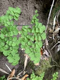Image result for Adiantum vogelii