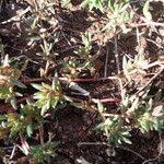 Image result for Portulaca foliosa