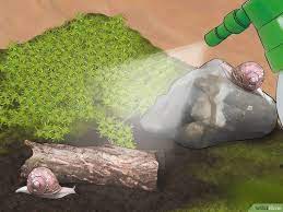 How To Care For Garden Snails With Pictures Snails In Garden Pet Snails Snail