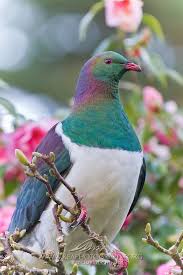 New Zealand Wood Pigeon Kea Photography Pet Birds Wood Pigeon Animals