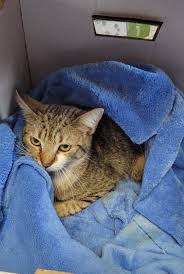 UPDATE: CHOWDER came home!***Our cat who answers to Chowder slipped out the  back door while we were grilling last night. It wasnt until this a.m. we  saw he tried to get back