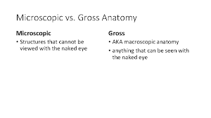 Introduction To Anatomy Anatomy Is The Study Of