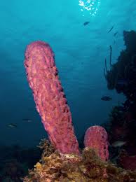 seasponge