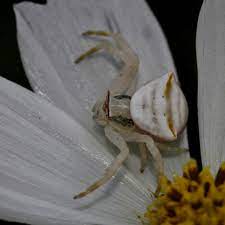 Crab Spider African Snakebite Institute
