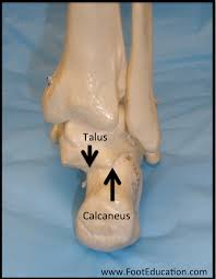 Image result for Talus