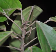 Image result for Caloncoba