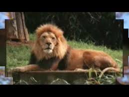 صور حيوانات نتائج بحث صور ياهو animals image image search