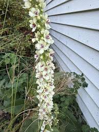 Image result for Viscum shirense