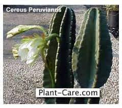 It is native to peru and it. Cereus Peruvianus Care Learn To Grow The Peruvian Apple Cactus